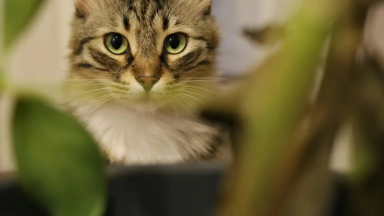 Gerenciando o Comportamento de Caça em Gatos