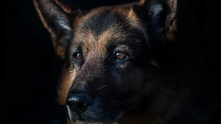 Melhores Raças de Cães para Segurança Pessoal