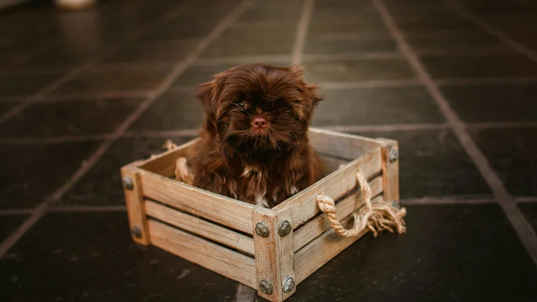 Raças de Cães Hipoalergênicos: O que você precisa saber