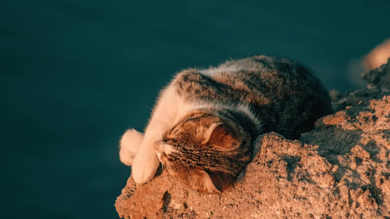 Cuidados Essenciais com Pets Durante Viagens