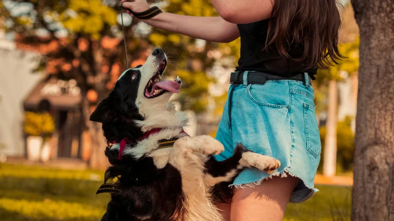 Exercícios para Pets: Quanto e Como Praticar