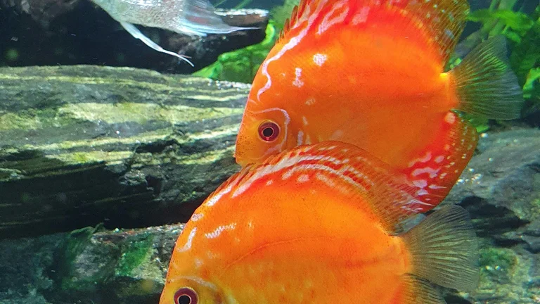 Curiosidades sobre Peixes e Tartarugas como Pets