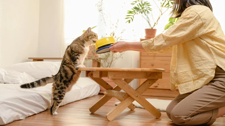 Dietas para Pets com Epilepsia: Guia Completo