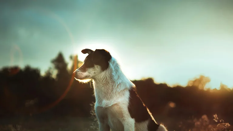 Como Ensinar Seu Cão a Sentar: Dicas Práticas e Eficazes