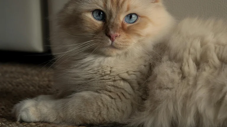 Gatos Ragdoll: A Beleza e a Docilidade em Um Só Lugar
